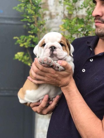 Para alegrar seu dia filhote de Bulldog Inglês disponível - Foto 2