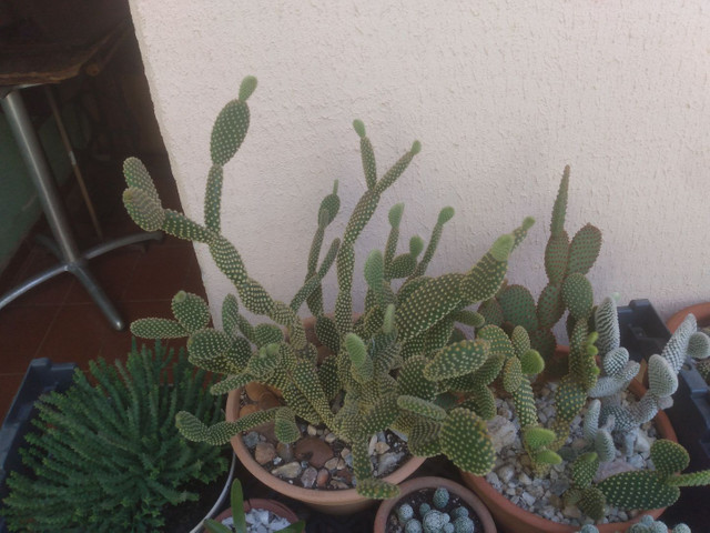 Vendo essa planta orelha de Mickey - Foto 2