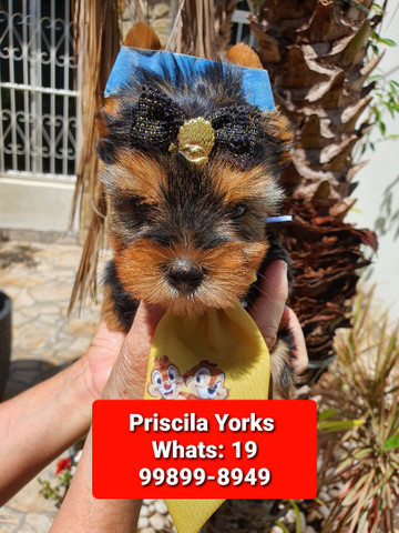 Yorkshire Terrier maravilhosos filhotes