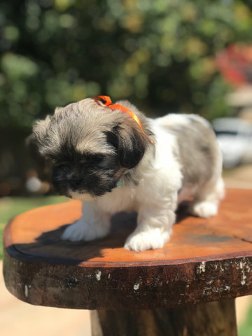 Lindo machinho de lhasa apso qualidade total - Foto 4