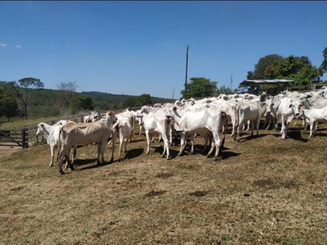 Vendo vacas amojadas já pra parir (gado MT bom) - Foto 3