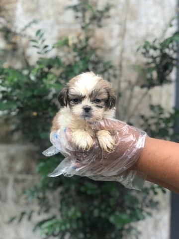 Shih Tzu - maravilhosos babys!!!!!