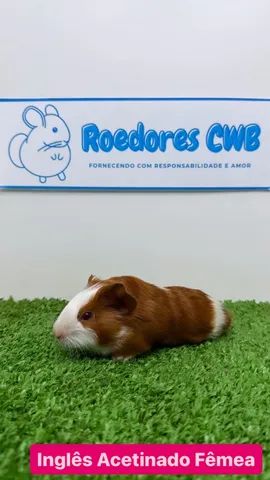 Porquinhos várias raças!  - Foto 2