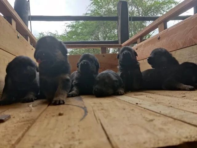 caes saudaveis e lindos - Foto 5