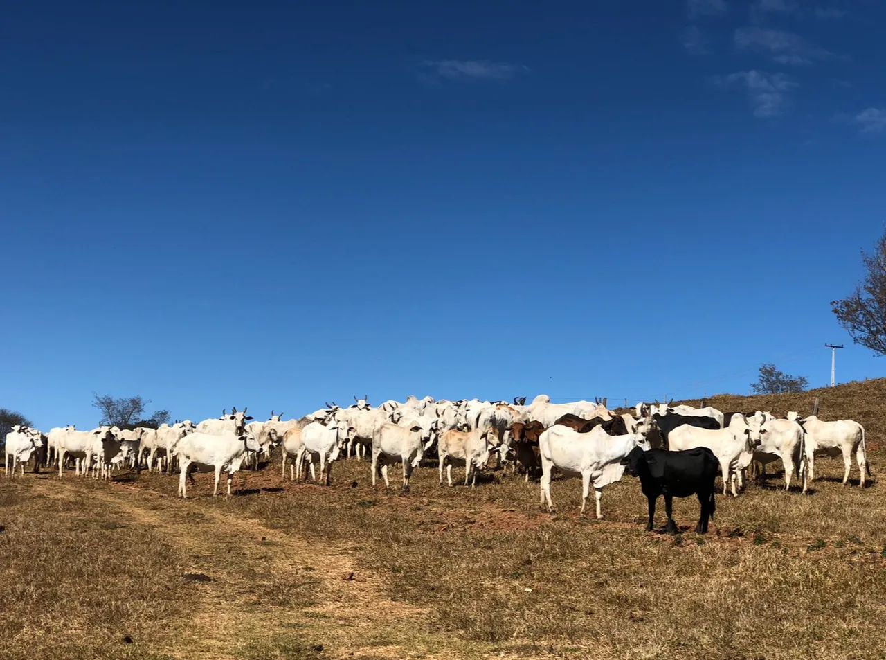 VAGA PARA CASEIRO EM FAZENDA- CALDAZINHA - Foto 2