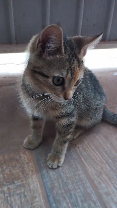 Gatinha disponível para adoção