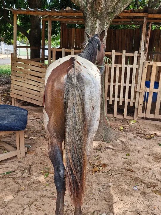 Cavalo garanhao appaloosa