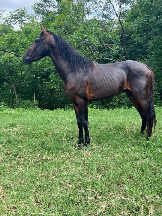 Cavalo Mangalarga Marchador - Foto 2