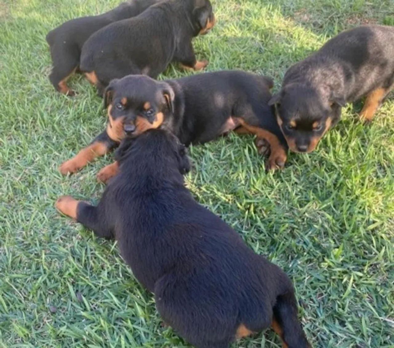 Vendo Filhotes Rottweiler  - Foto 3