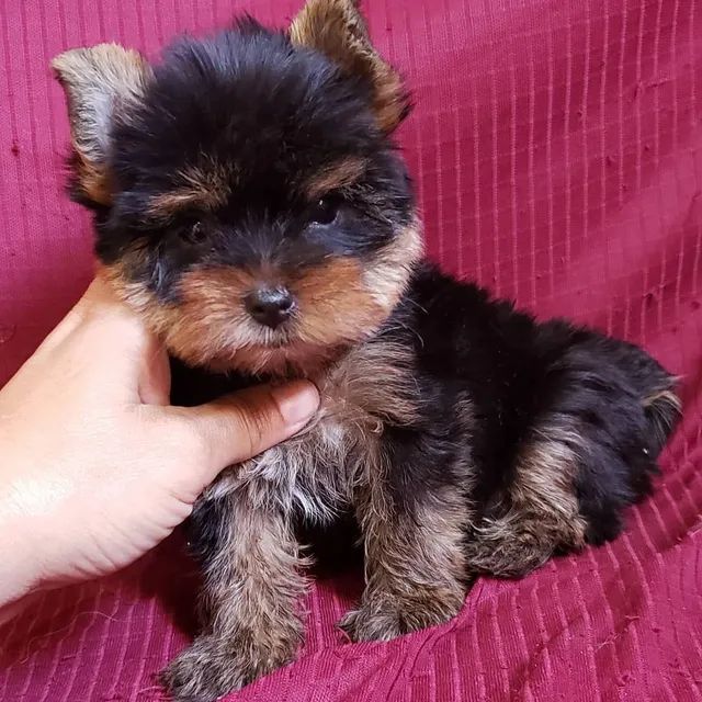 Yorkshire terrier mini cheap toy olx