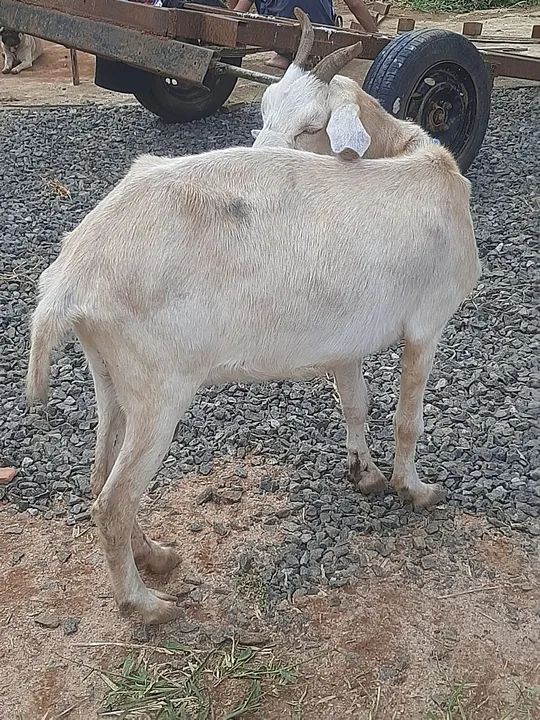 Vendo cabrita  - Foto 2