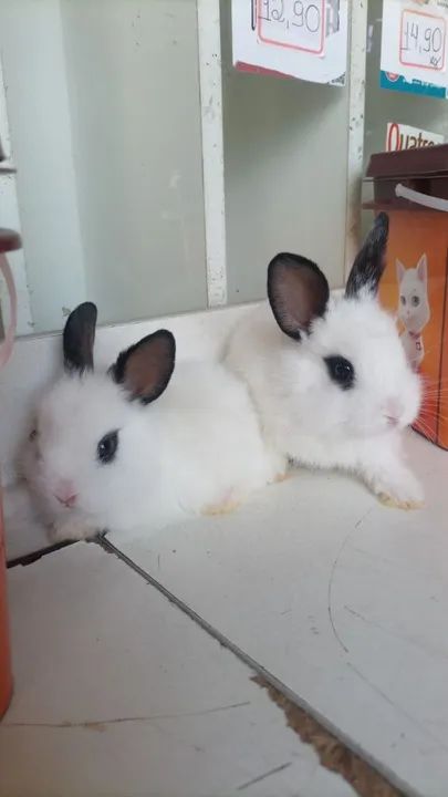 Vendo filhotes de coelhos mini Lion  - Foto 3