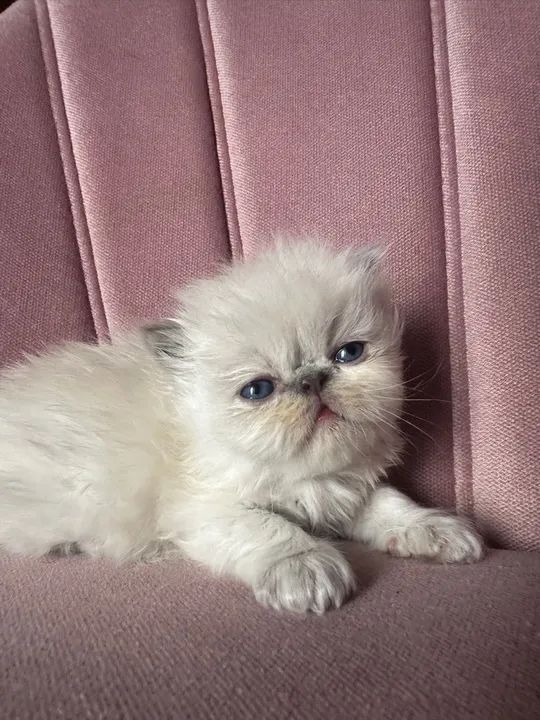 Lindos filhotes de gato persa - Foto 3