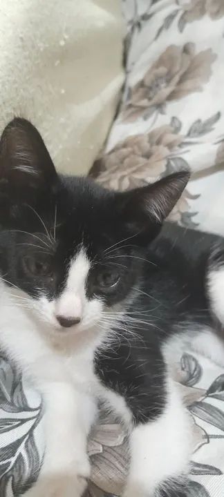 Gatinho preto e branco disponível para adoção