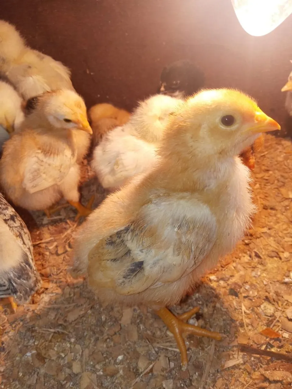 Pintinhos lindos e saudáveis