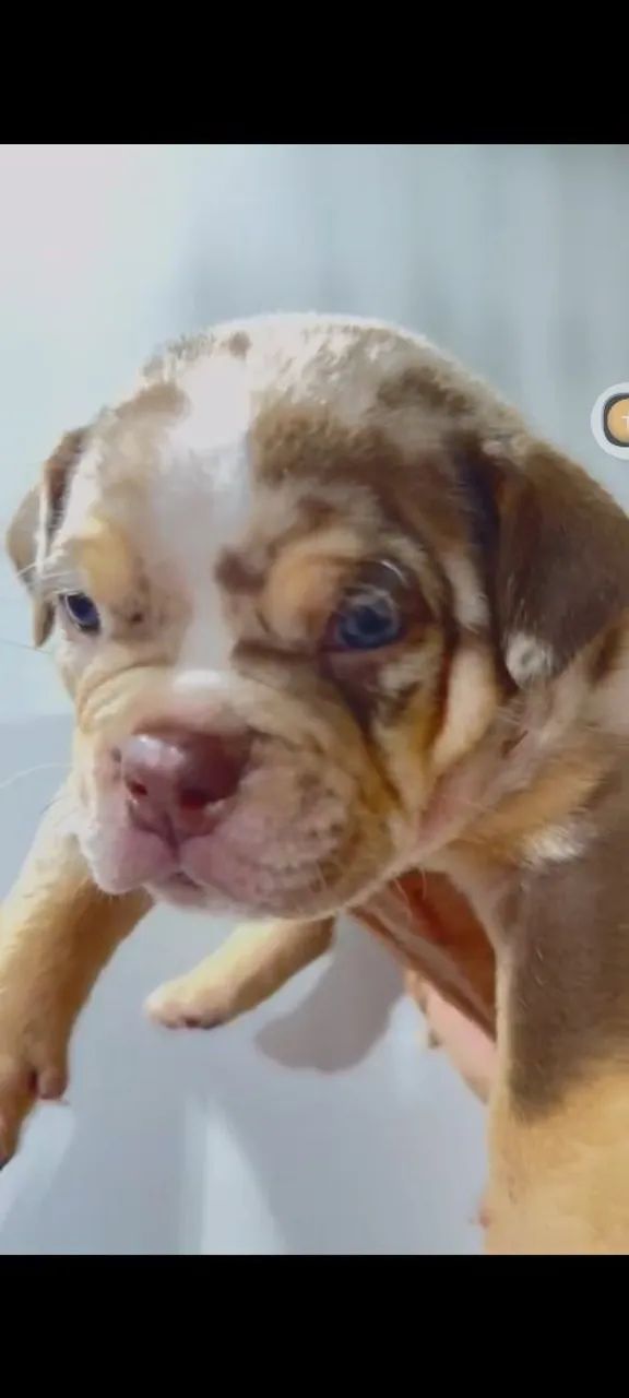 Filhote American Bully  - Foto 3