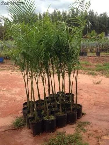 Muda de Palmeira Imperial 30 cm - Foto 2