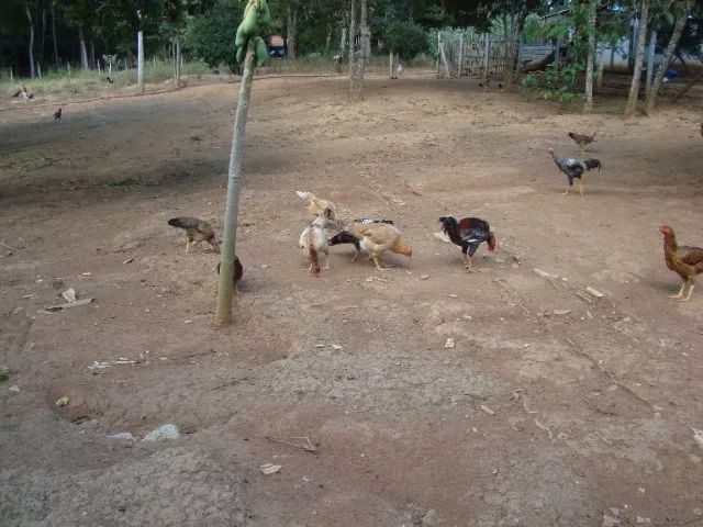Galinhas caipira abatidas  - Foto 3