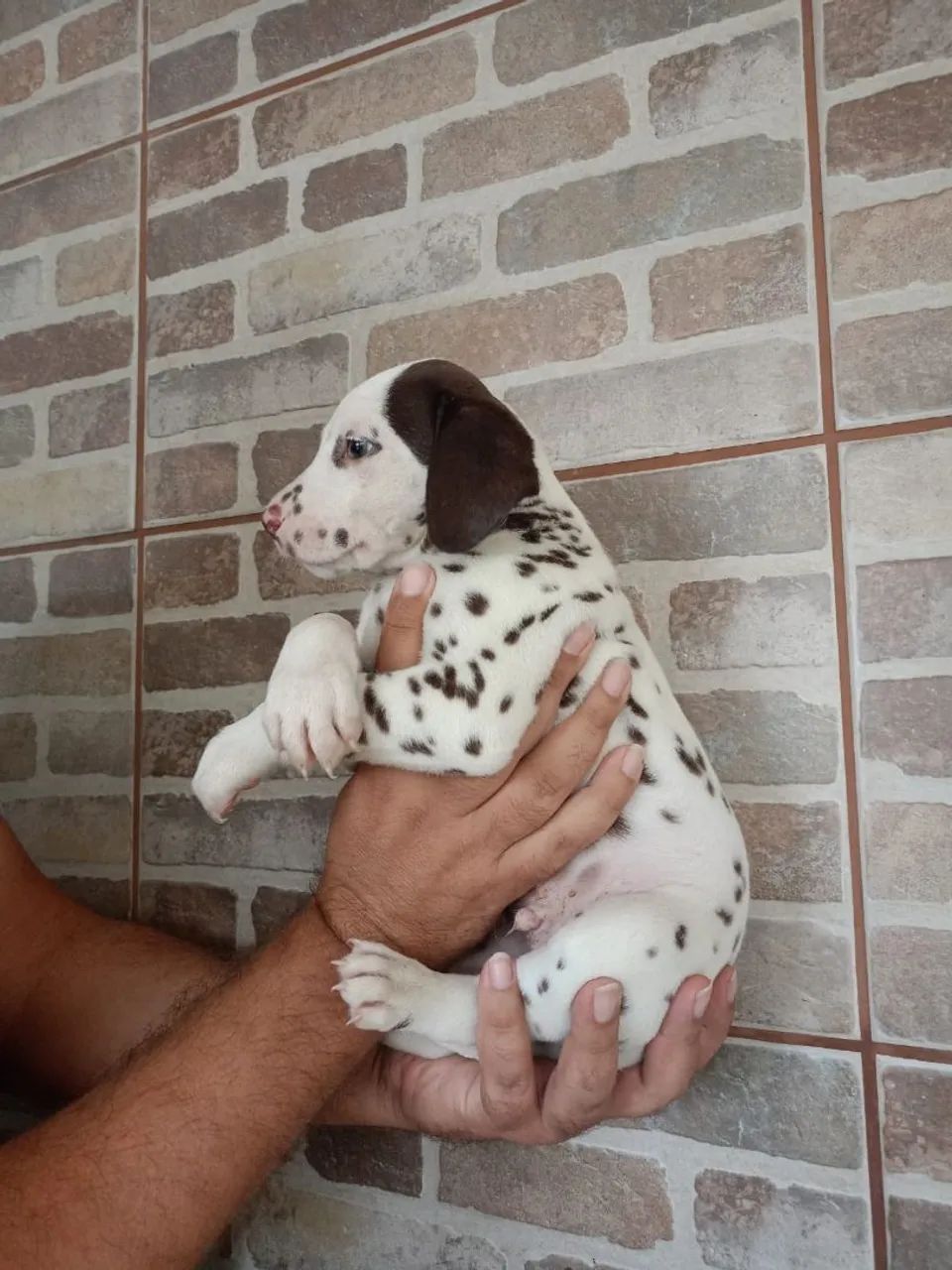 Filhote Dálmata machos  fígados Lindíssimo!