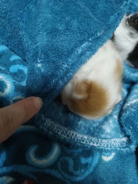 Dois gatinhos fofinhos para adoção - Foto 6