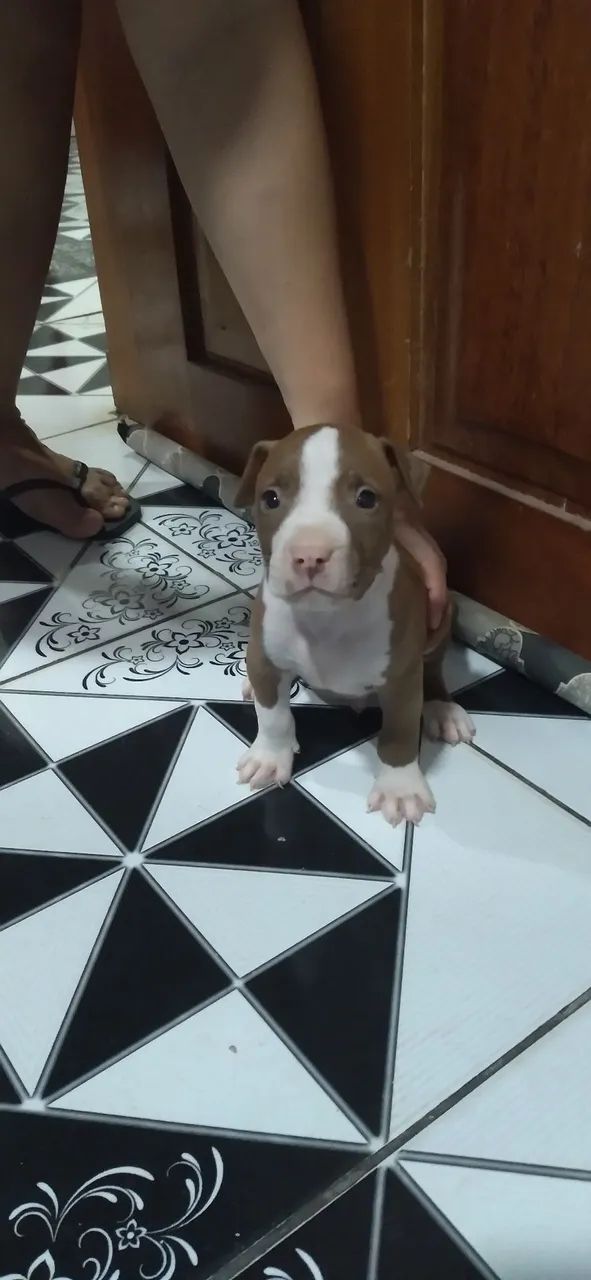 Filhote de Pit Bull - Foto 2