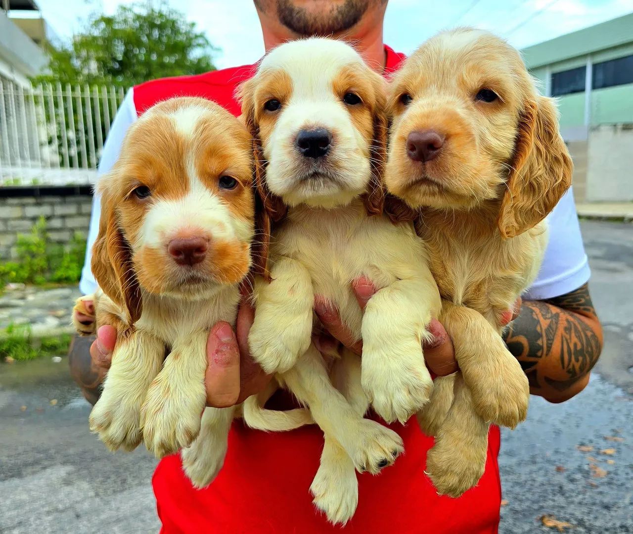 Filhotes de Cocker Spaniel de FUÇO ROSA E OLHOS VERDES - Foto 2
