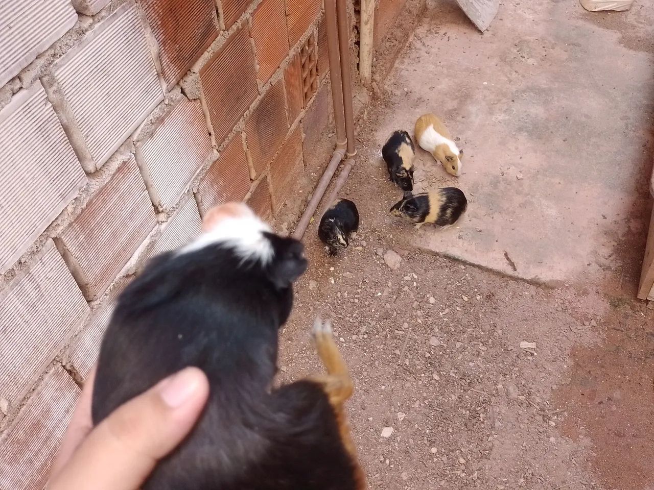 5 porquinhos da índia 15 reais cada