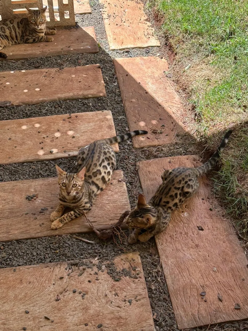 Filhotes de GATOS BENGAL