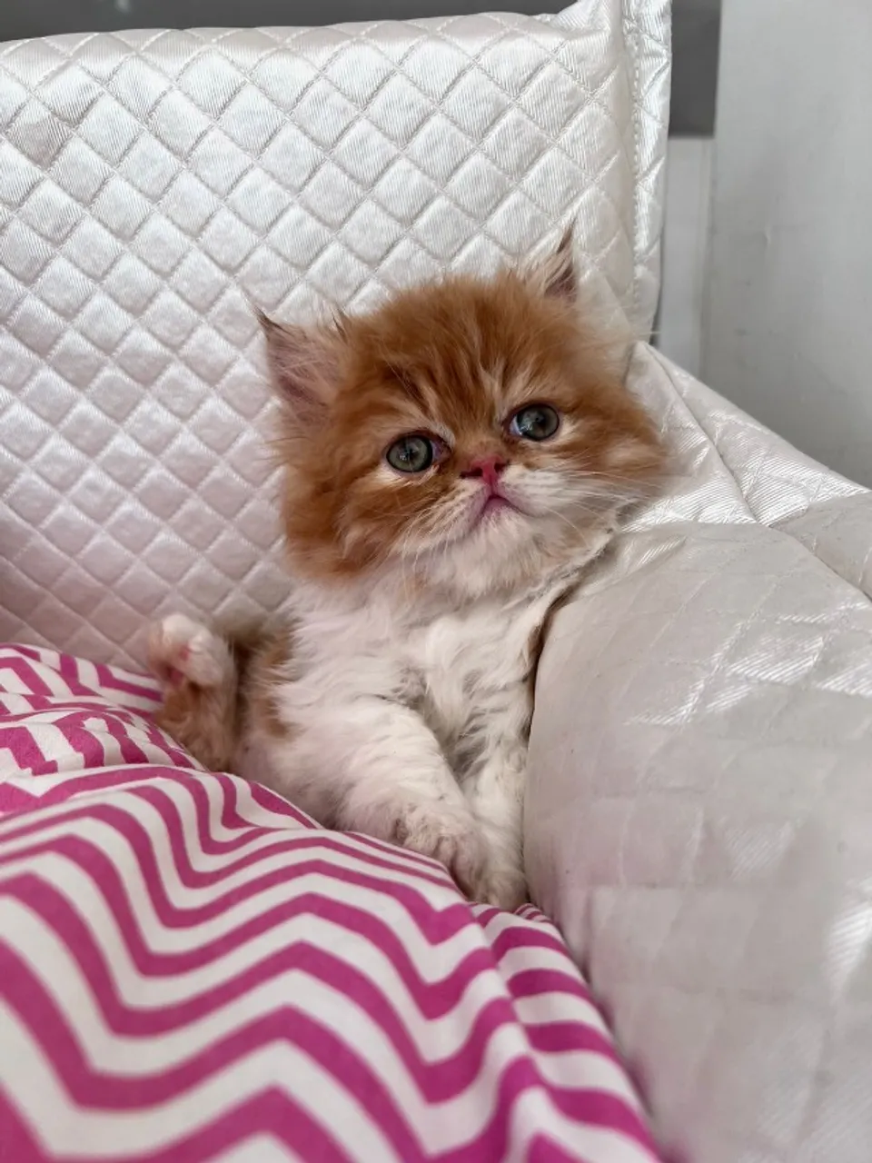 Lindos gatos persas disponiveis para vendas