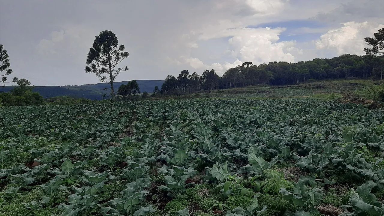 20 hectares em São Francisco de Paula - Foto 5