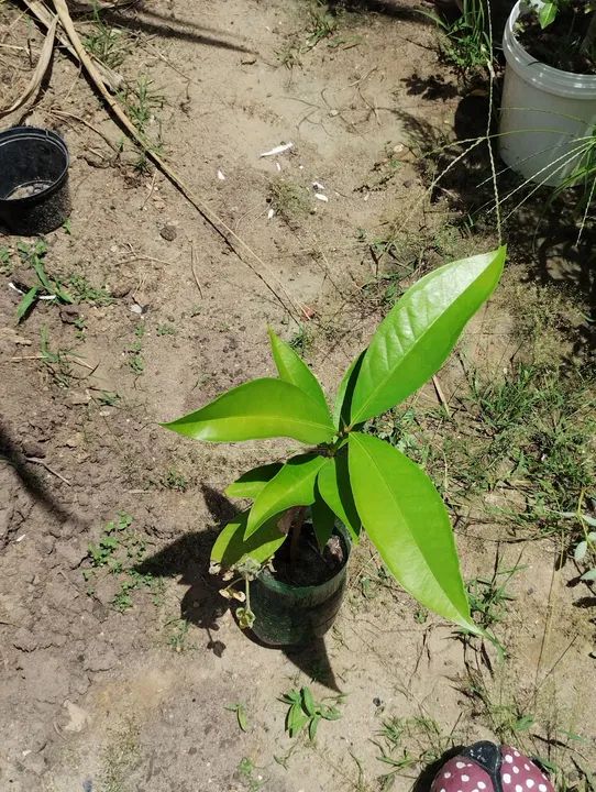 Mudas frutíferas  - Foto 4