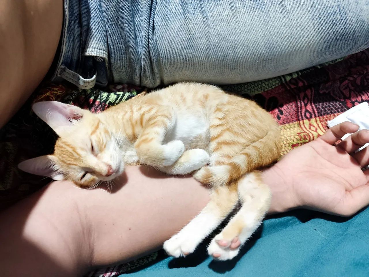 Gatinha laranja disponível para adoção - Foto 4