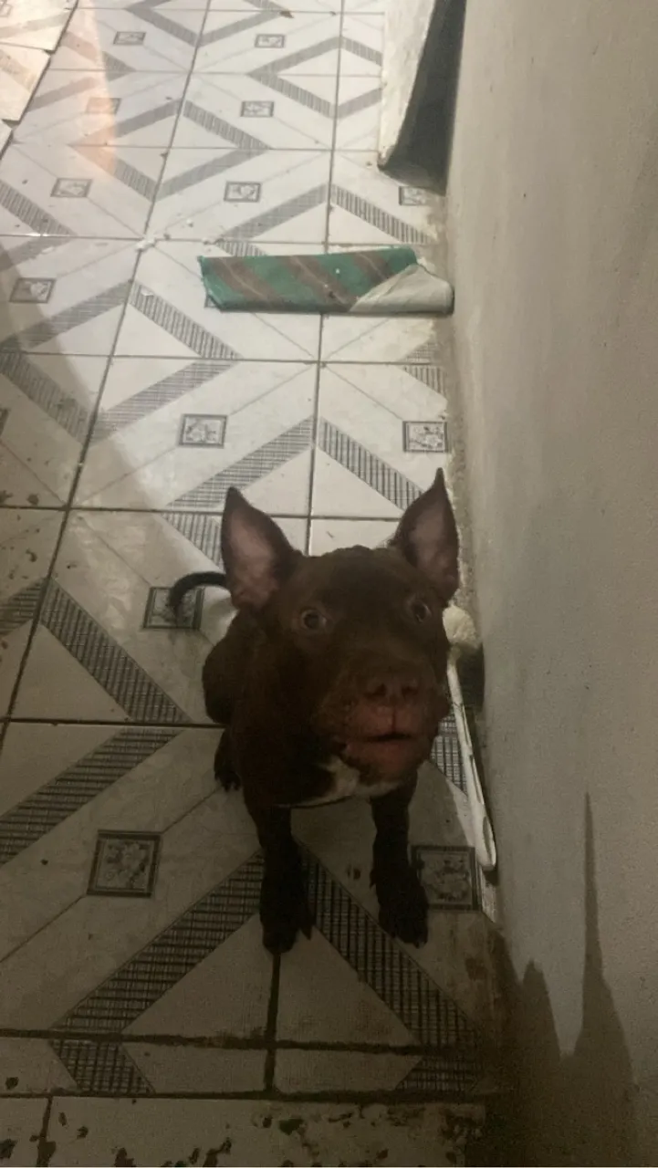 Pitbull lindo para adoção