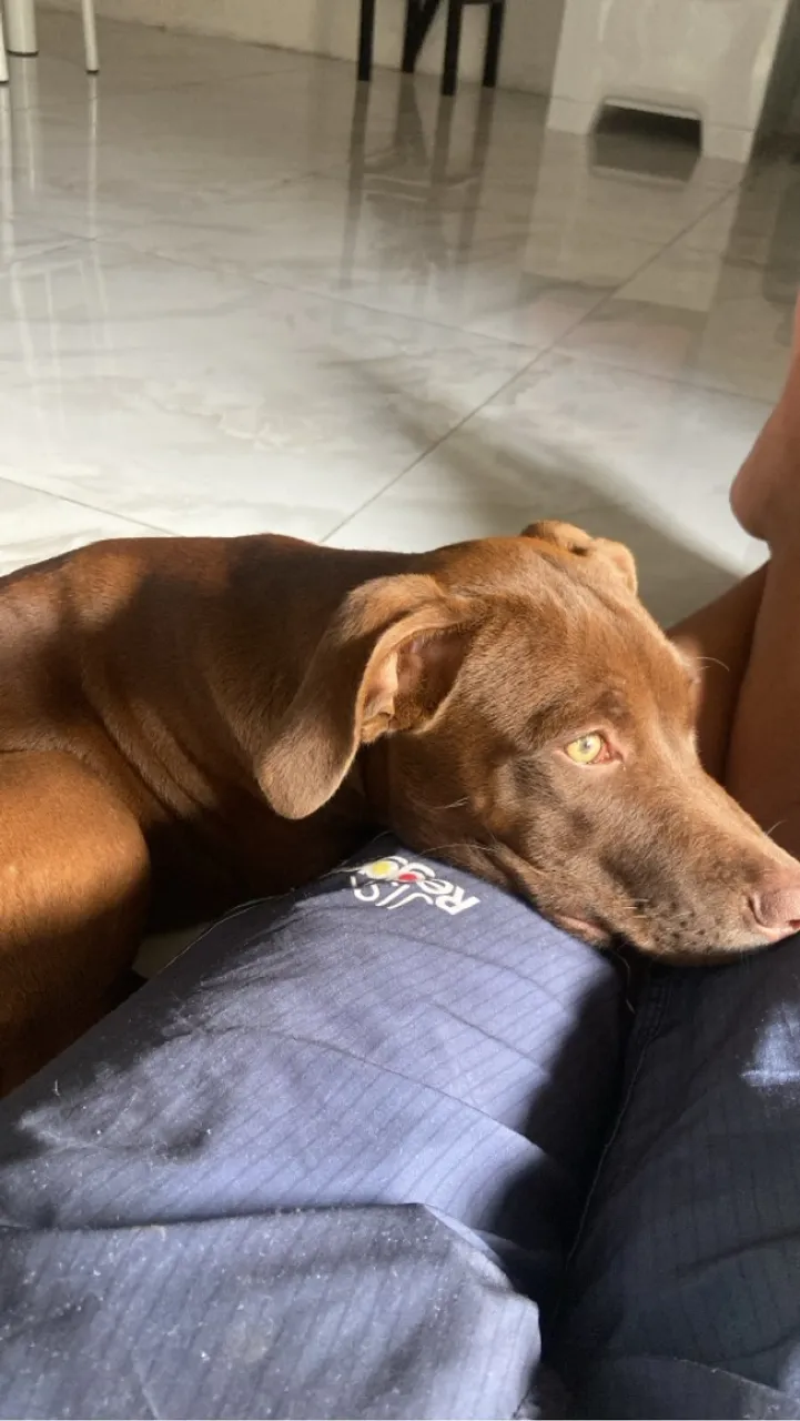 Cachorra pitbull