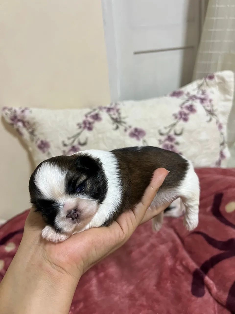 Filhote Shih Tzu - Foto 2