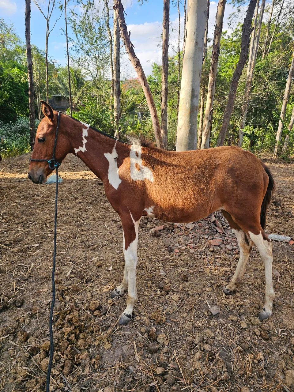 Linda potra mangalarga 