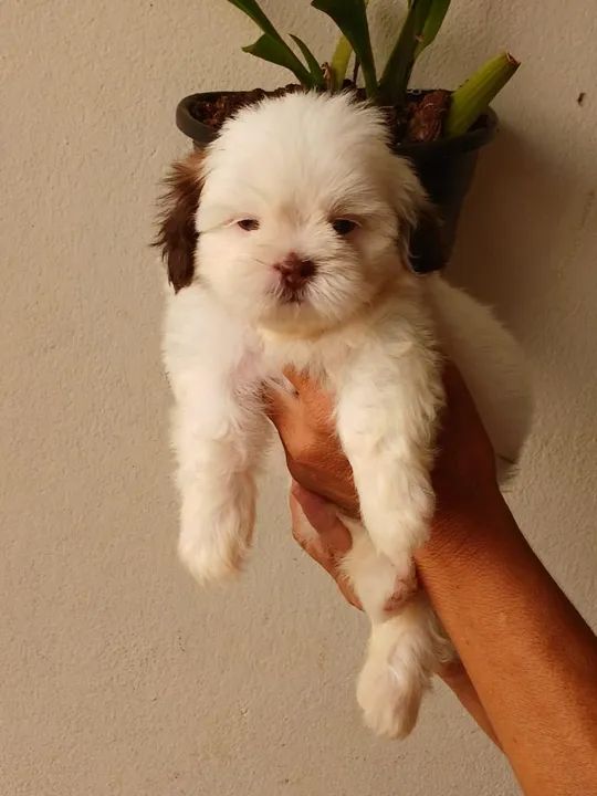 BBS de chitizu a pronta entrega  - Foto 4