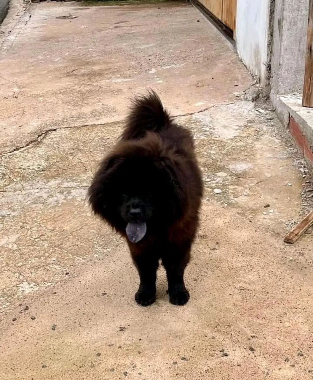 Filhote de rottweiler com chow chow
