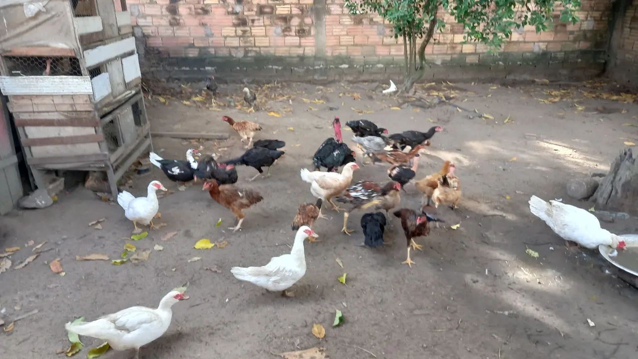 Galinhas e Patos - Foto 4