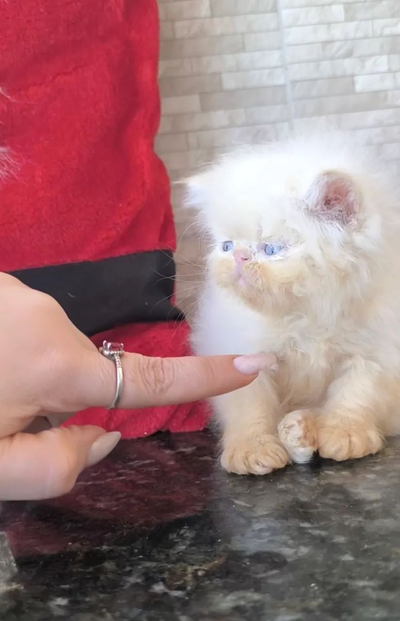 Gata Persa Himalaia Olhos azuis  - Foto 3