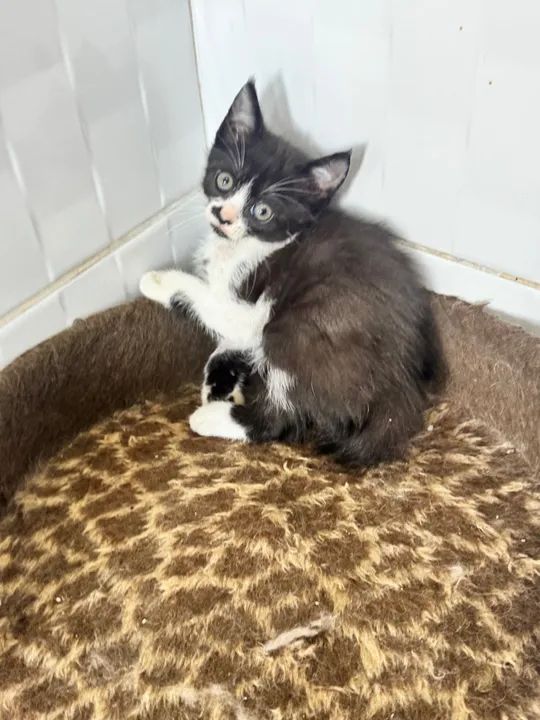Gatinho preto e branco disponível para adoção - Foto 3