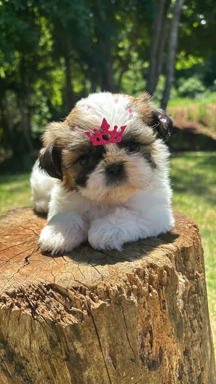 Vendo Lindas Fêmeas de Shitzu Mini