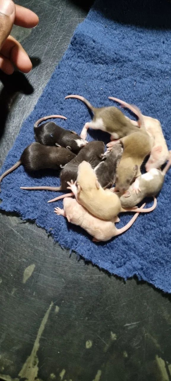 Rato twister  - Foto 6