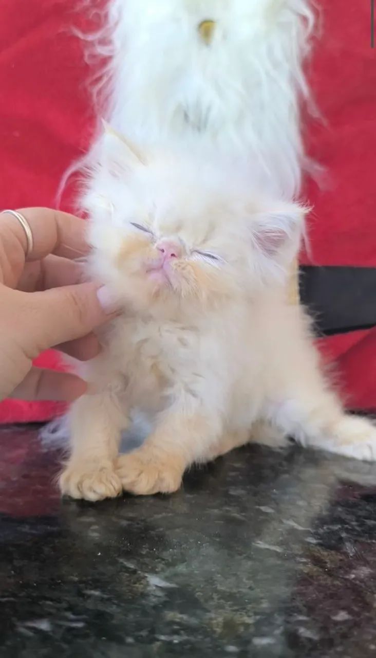 Gata Persa Himalaia Olhos azuis  - Foto 4