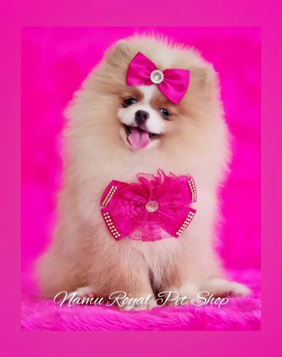 Lulu da Pomerânia fêmea , venha buscar a sua ! - Foto 2