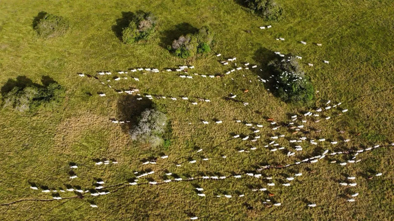 fazenda com uma excelente localização e estrutura de alto padrão com 350 hectares