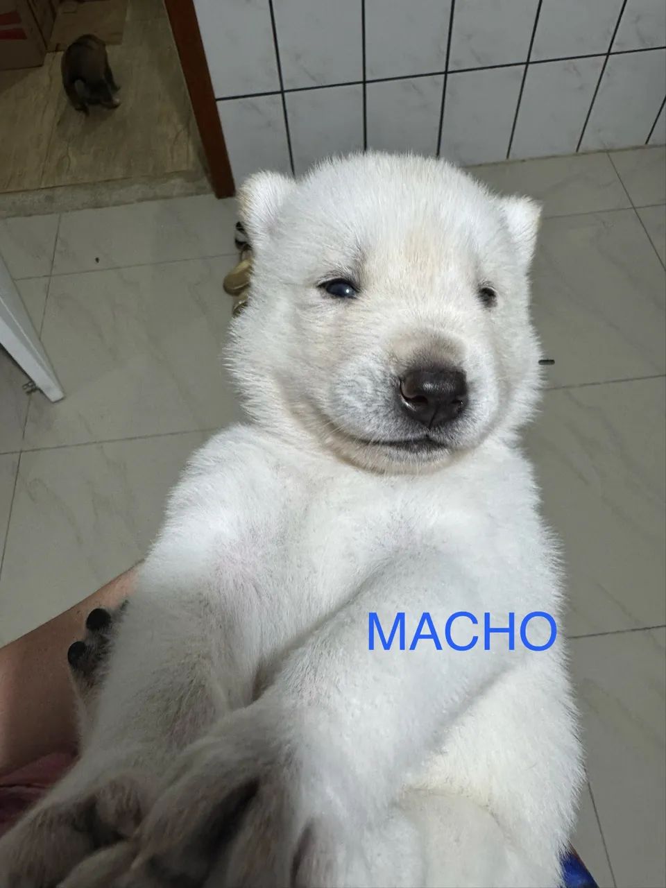 Vendo filhote de husky com border collie  - Foto 3