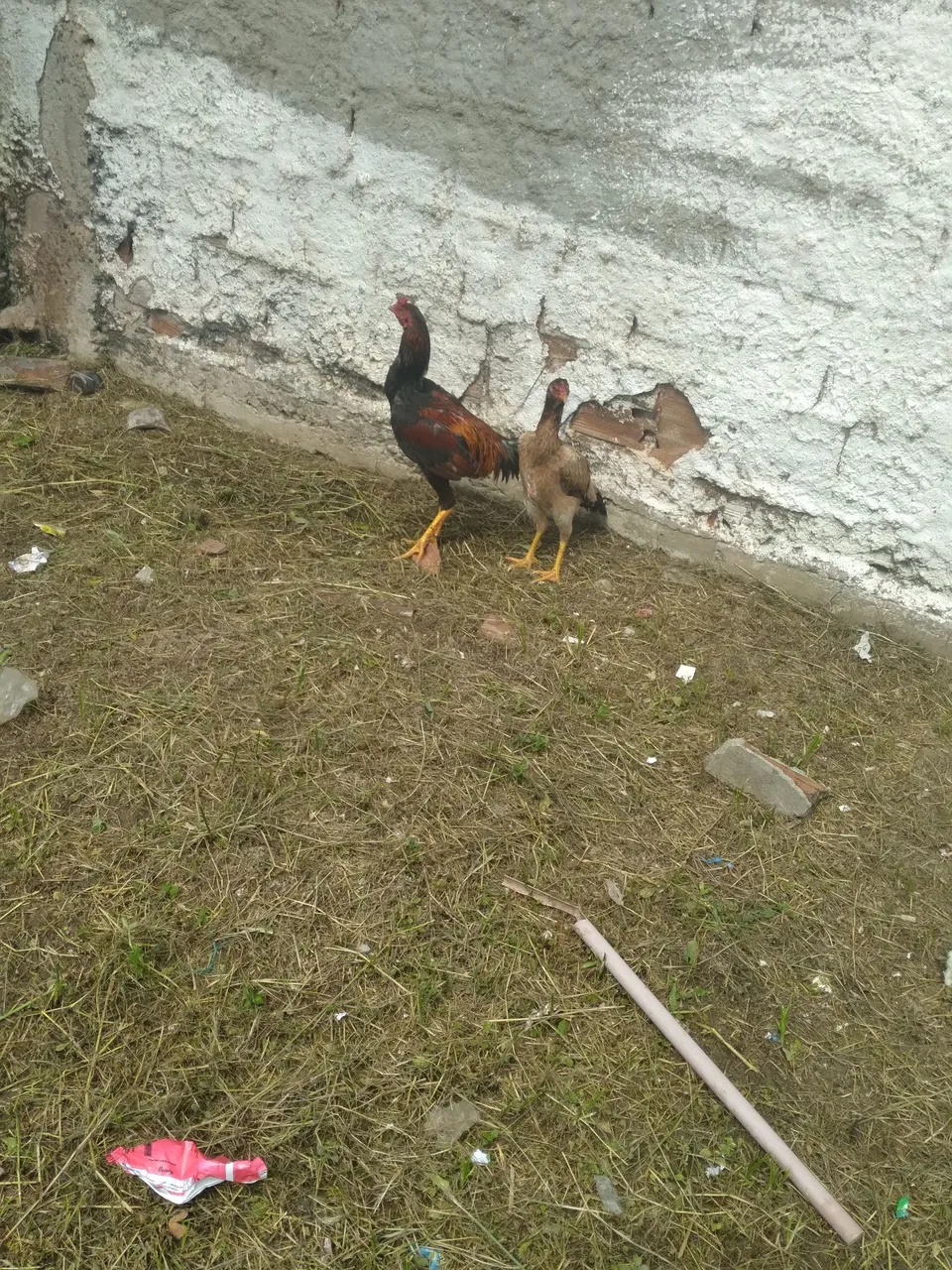 Galinhas de raça