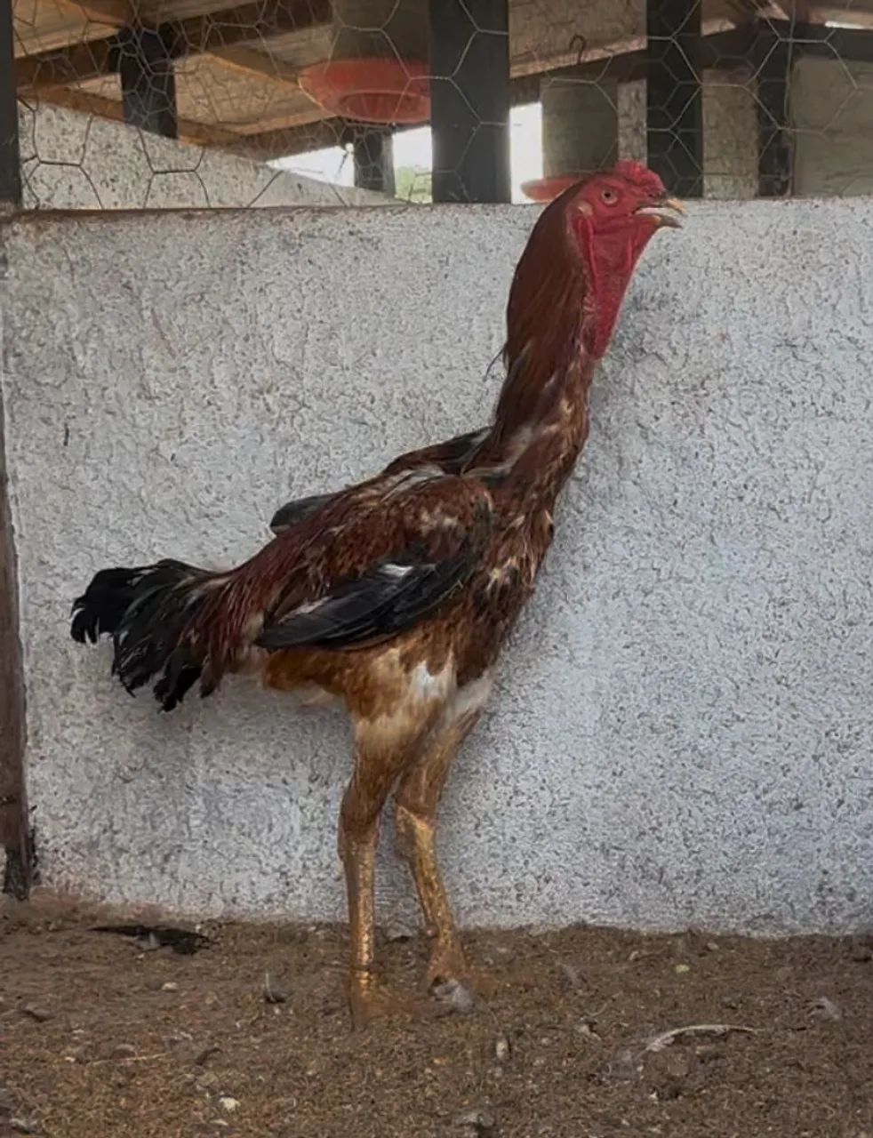 Venda Permanente de Frangos e Frangas da Raça Índio Gigante  - Foto 3