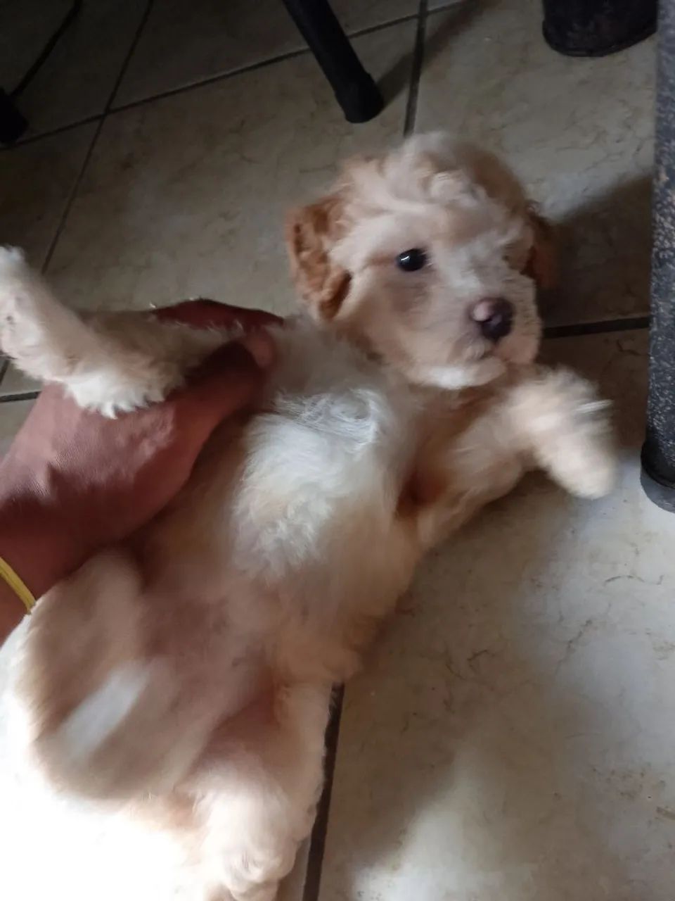 Filhote de Poodle - Foto 2